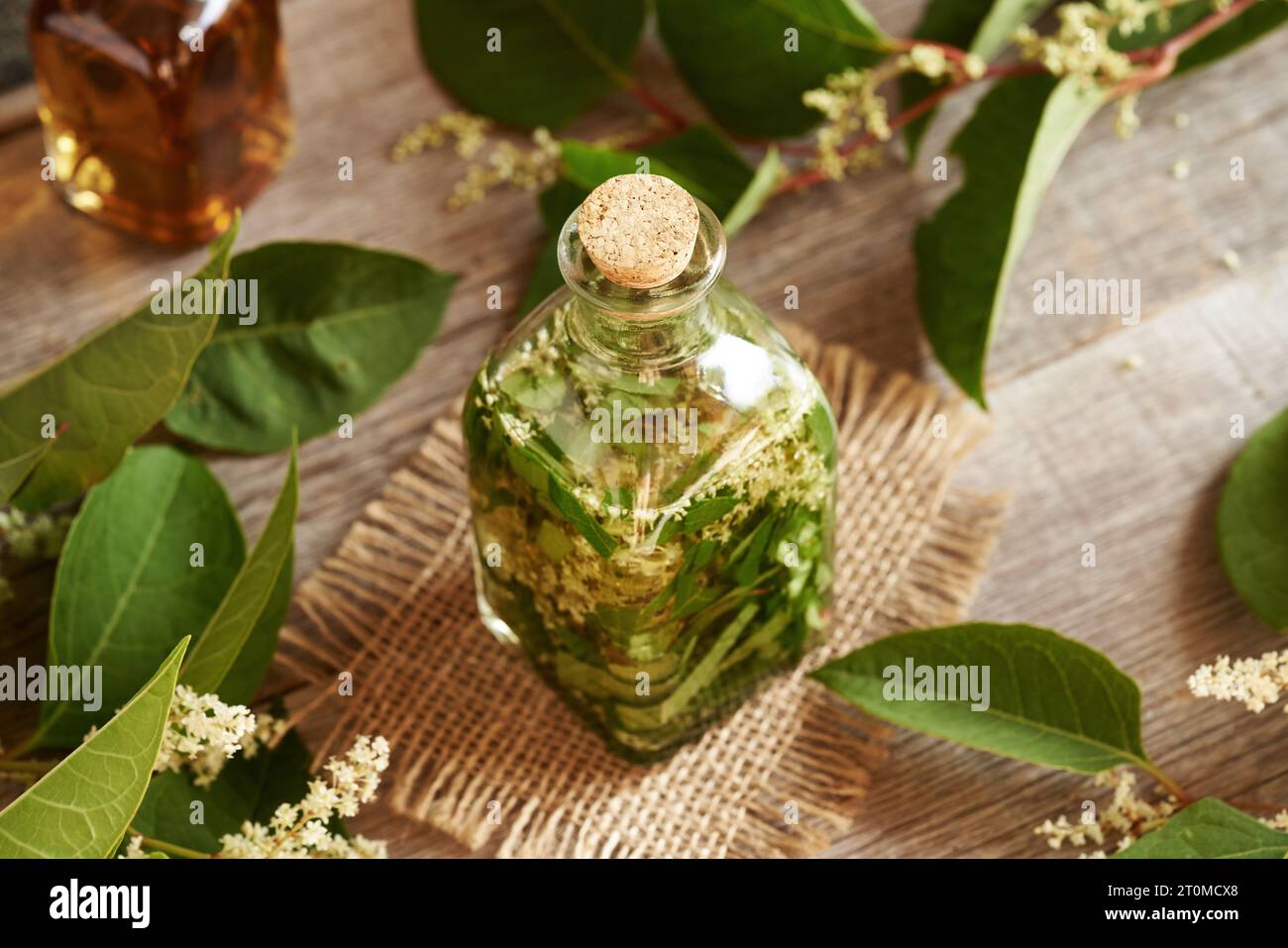 Preparation of tincture from fresh japanese knotweed or Reynoutria japonica leaves and flowers
