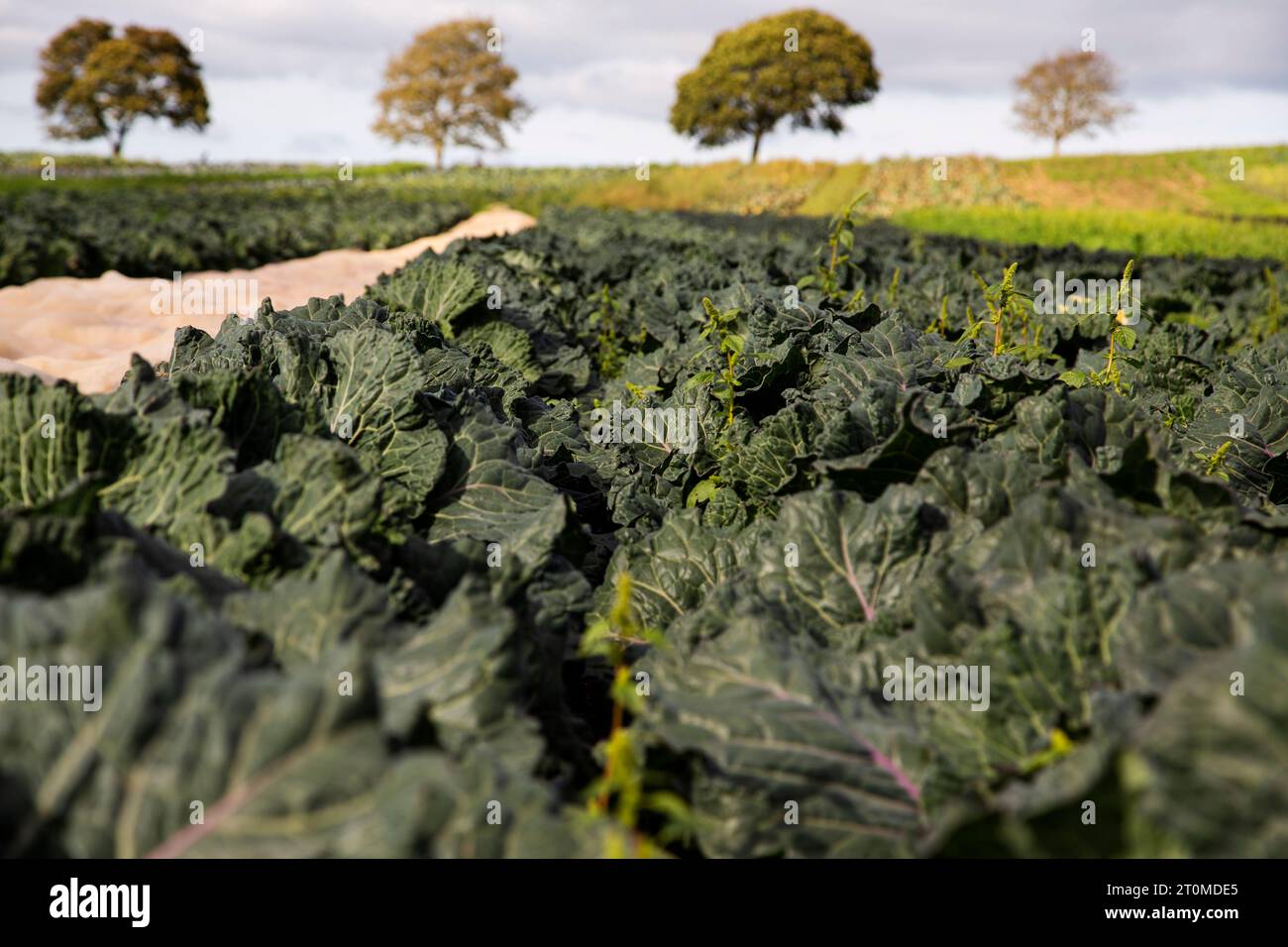 Darts Farm in Devon distance shot with crops and trees in the background Stock Photo