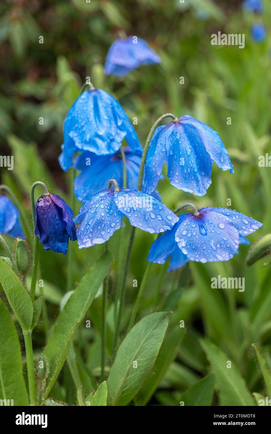 Himalayan Blue Poppy - Meconopsis Slieve Donard blooming flowers with rain droplets, flowering plant in the family Papaveraceae, native region: Himala Stock Photo