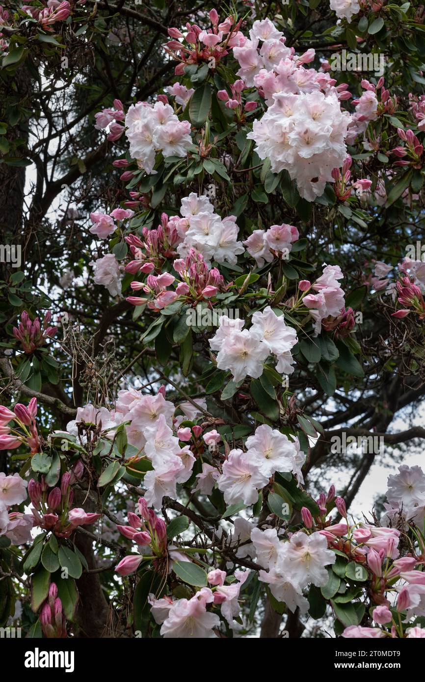 Rhododendron Loderi (fortunei x griffithianum) blooming flowers, flowering plant in the family Ericaceae. Stock Photo