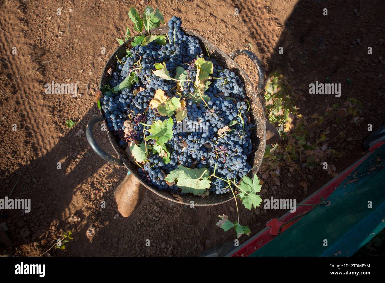 Grape harvester carries the bucket on his head to the trailer. Overhead shot Stock Photo