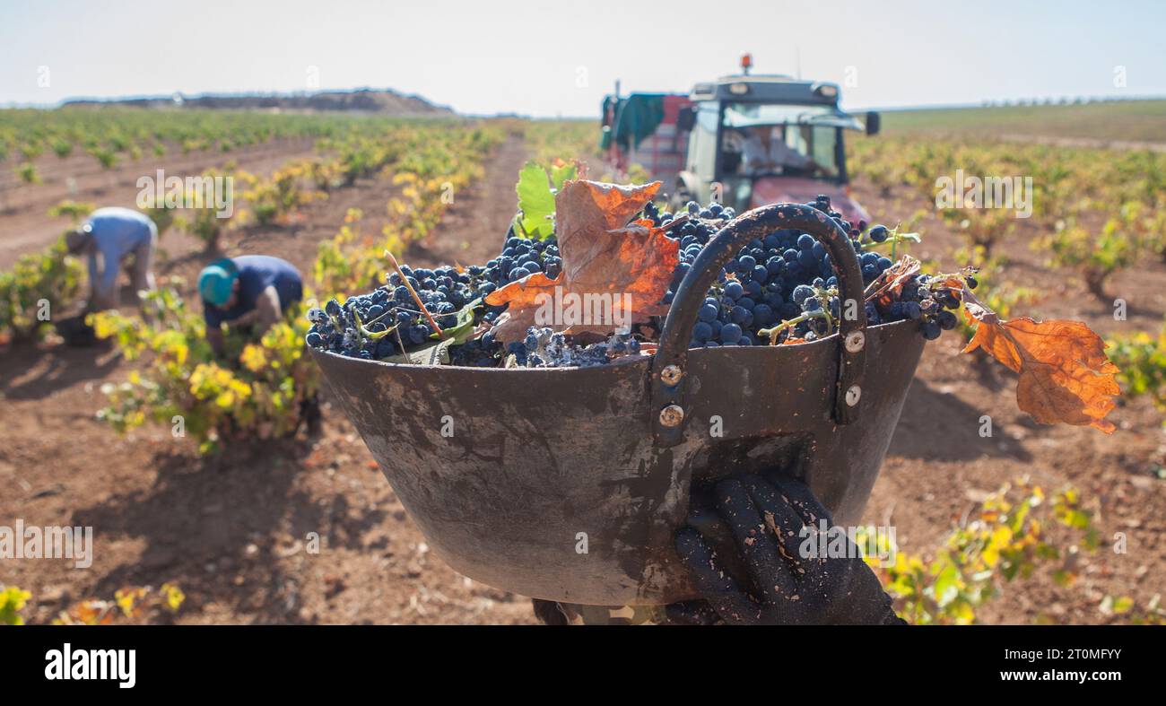 Grape harvester carries the bucket on his head to the trailer. Grape harvest season scene Stock Photo