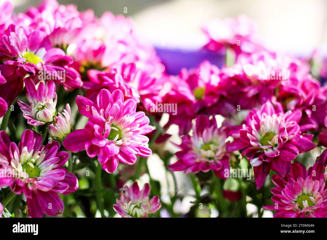 Chrysanthemums picture hi-res stock photography and images - Alamy