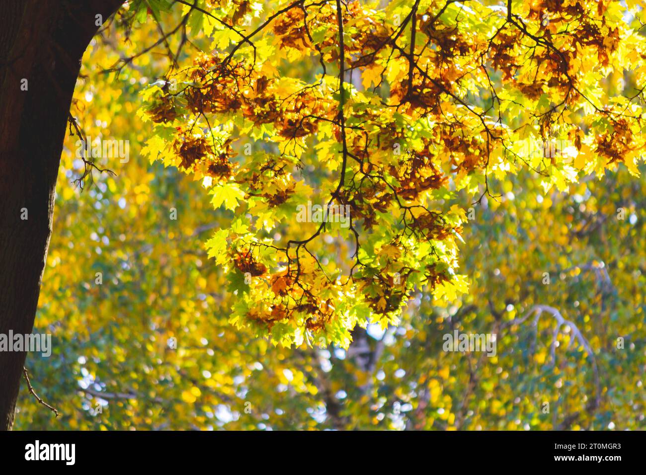 Yellow autumn leaves on tree glow brightly in sun's rays.. Stock Photo