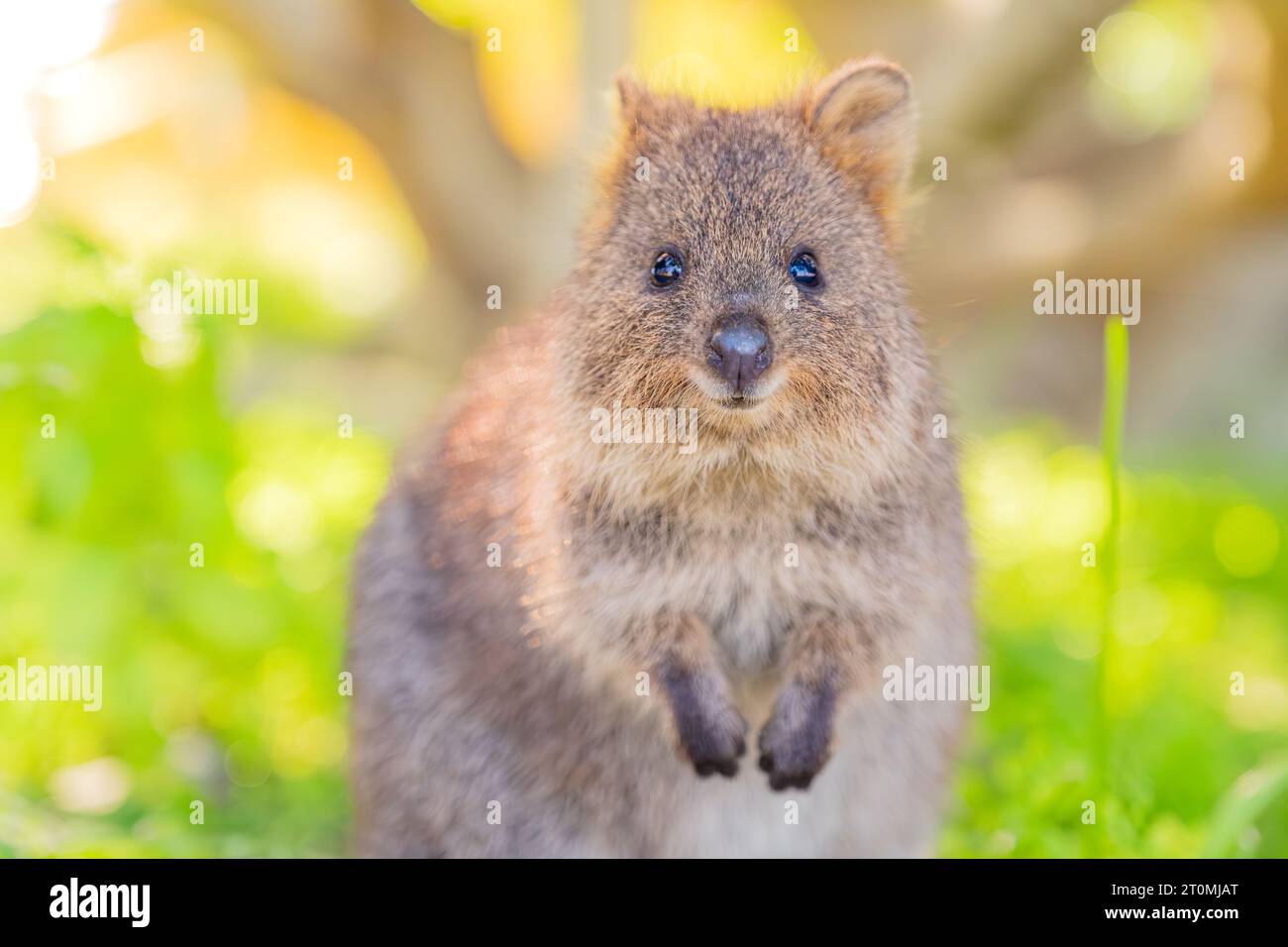 Happiest animal, quokka is smiling and welcoming to her home town ...