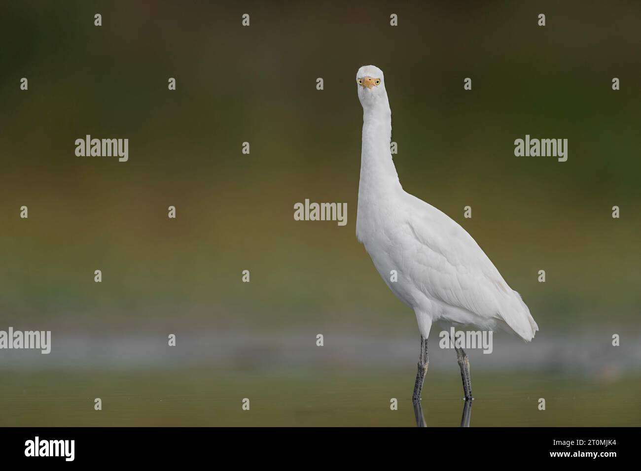 Looking at camera, the cattle egret (Bubulcus ibis) Stock Photo