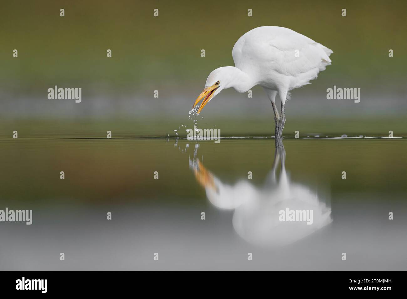 Drinking water, fine art portrait of cattle egret (Bubulcus ibis) Stock Photo