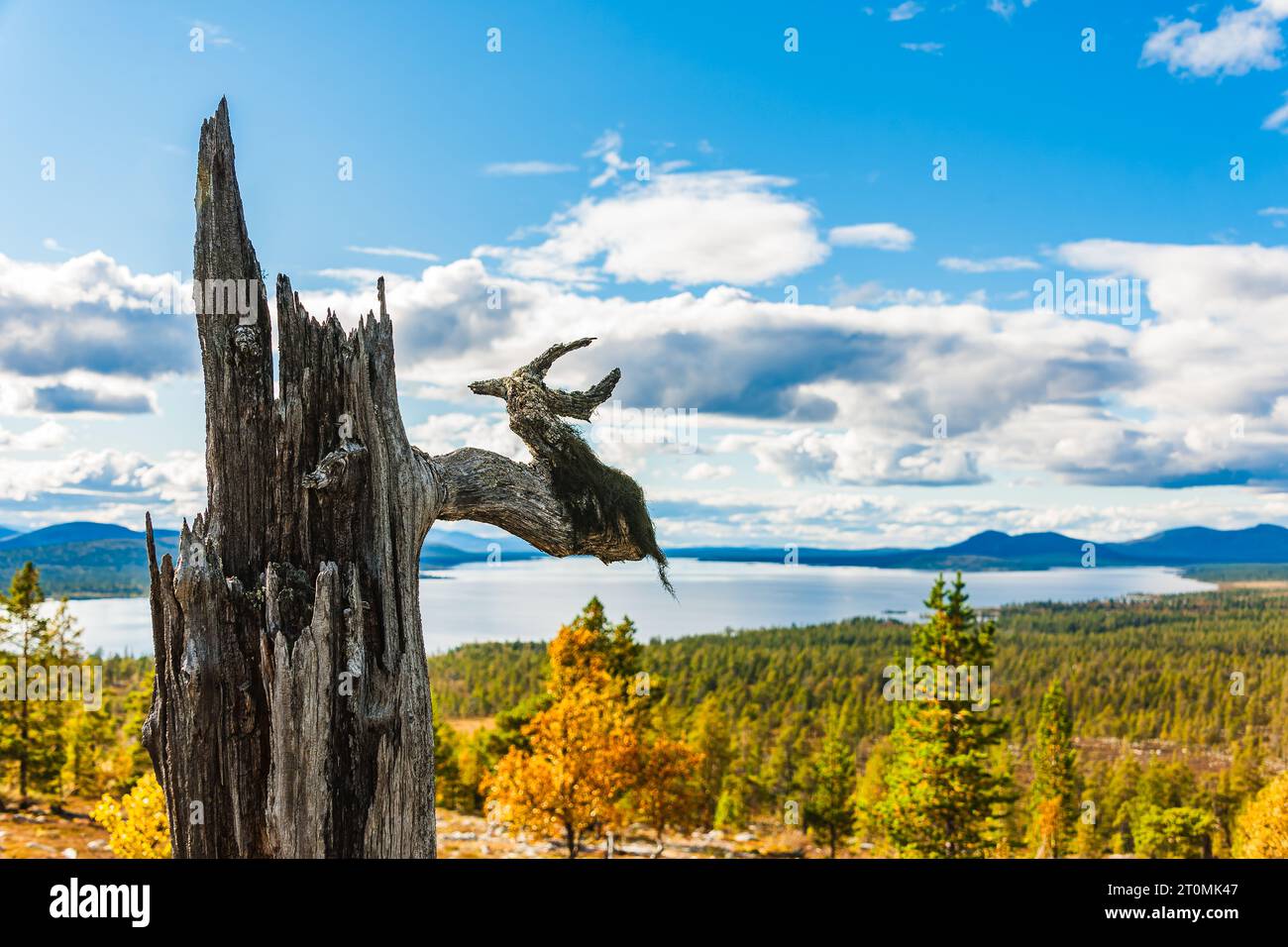 Breathtaking Swedish wilderness with mountains, old tree, and serene environment. Stock Photo