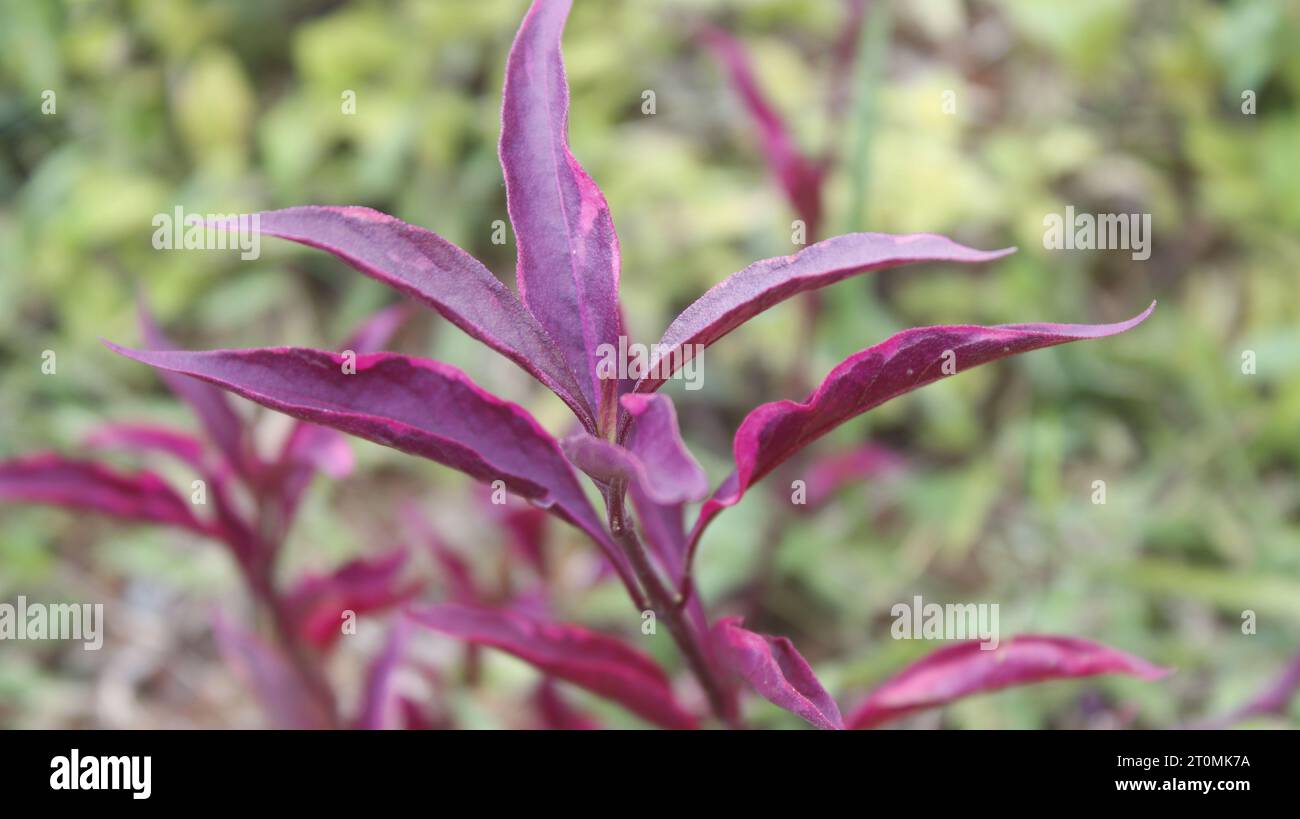Blooming Red Aerva sanguinolenta plant Stock Photo