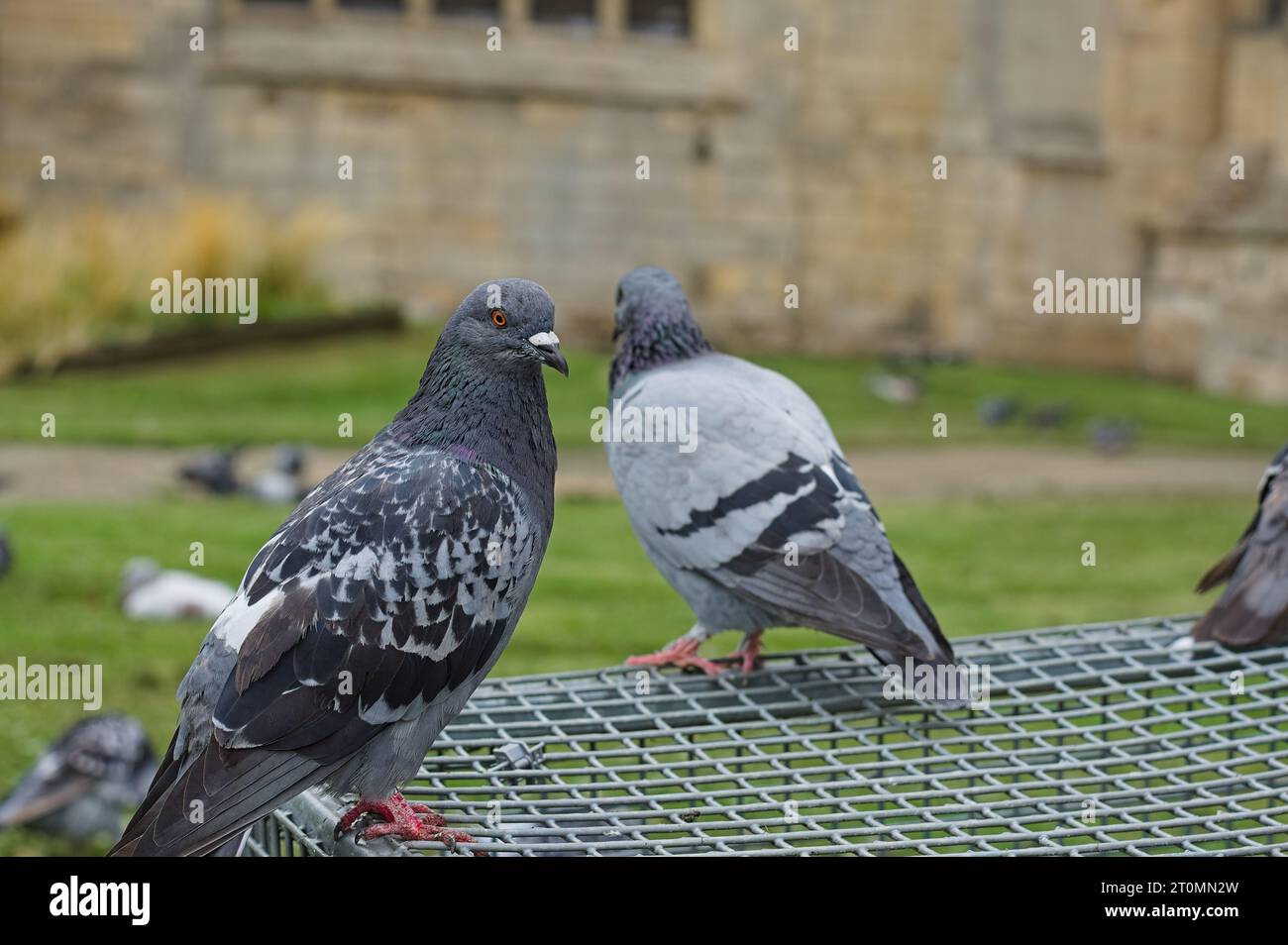 Close-up of a grey pigeon with defocused pigeons in the background Stock Photo