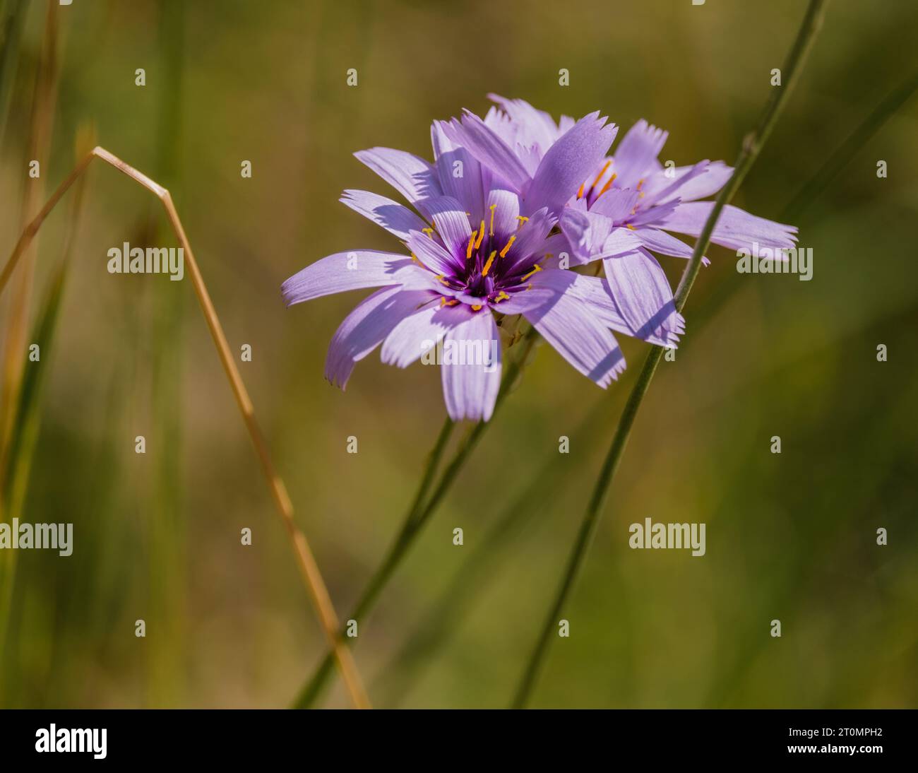 Catananche caerulea, or Cupid's dart blossoming in the French Alps near Chatillon en Diois in the south of France (Drome) Stock Photo