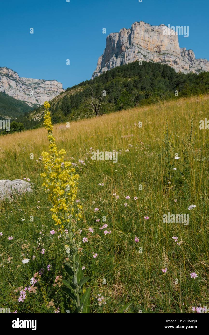 White mullein flowers blossoming in a meadow in the Archiane Cirque near Chatillon en Diois in the south of France Stock Photo