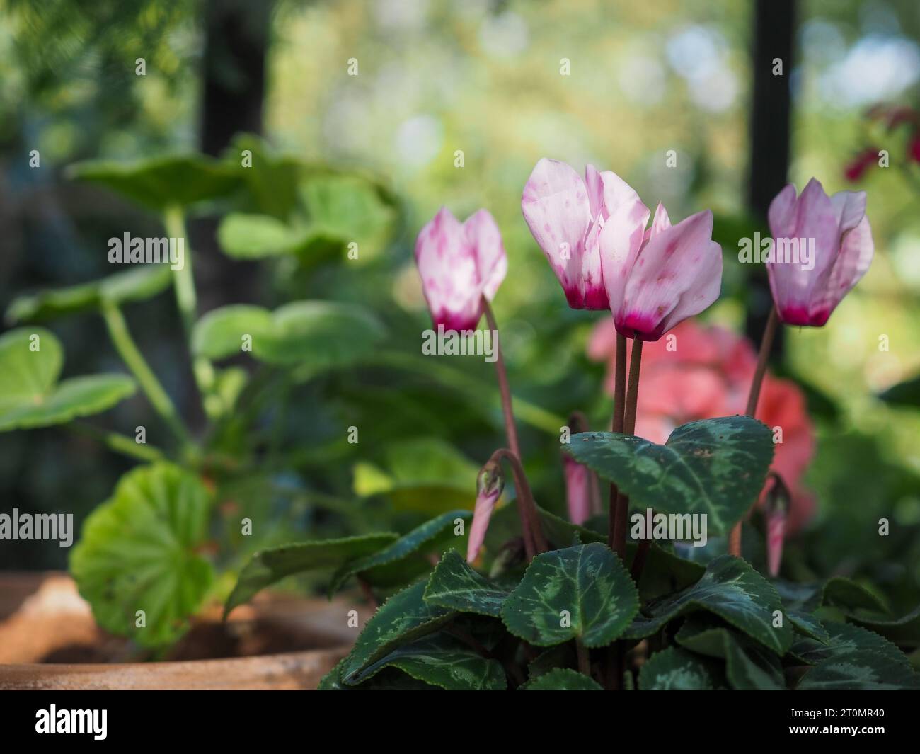 Unusual pink blotched or spotty Cyclamen hederifolium (Ivy leaved cyclamen) grown in a pot in a greenhouse with the sun illuminating the flowers Stock Photo