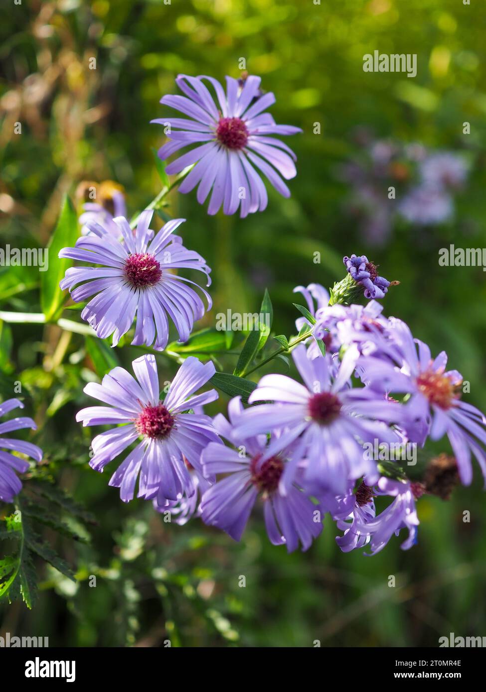 Close up of pale lilac asters illuminated by the autumn sun in a cottage garden border in October (purple Michaelmas daisy flowers) Stock Photo