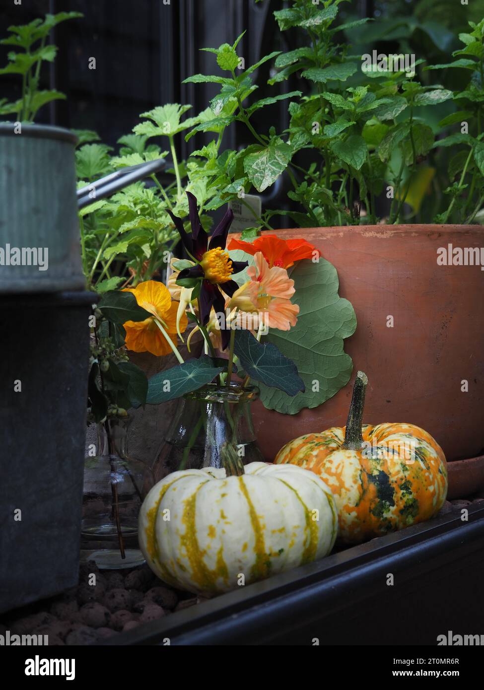 An autumnal scene in a British greenhouse showing cut dahlia and nasturtium flowers and mini ornamental pumpkins Stock Photo