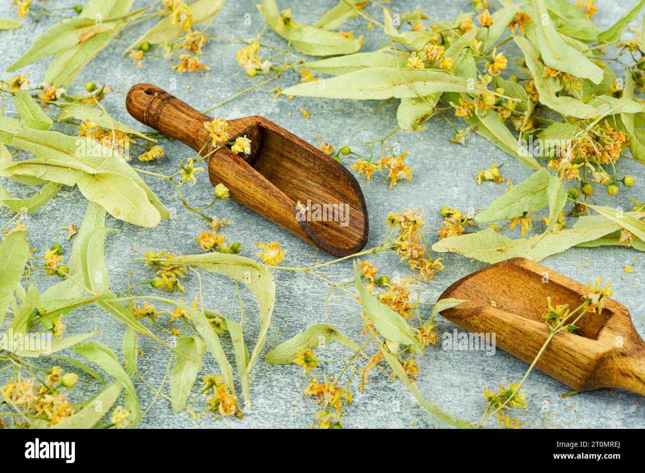 Healing inflorescences of linden, herbal medicine, medicinal plants.Homeopathy Stock Photo