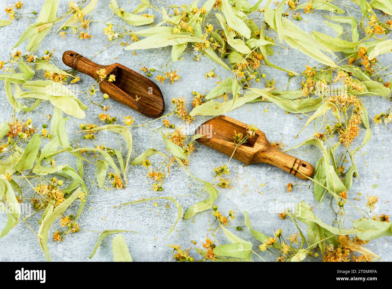 Healing inflorescences of linden, herbal medicine, medicinal plants. Phytotherapy Stock Photo