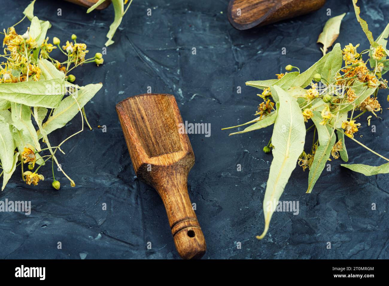 Healing inflorescences of linden for preparing tea, herbal medicine, medicinal plants. Stock Photo