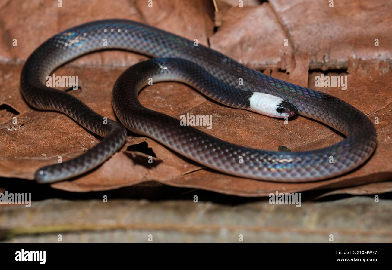 sock-headed snake (Enuliophis sclateri), Costa Rica Stock Photo
