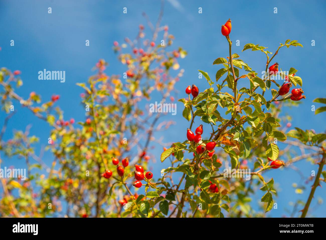Berries of wild rose Stock Photo Alamy