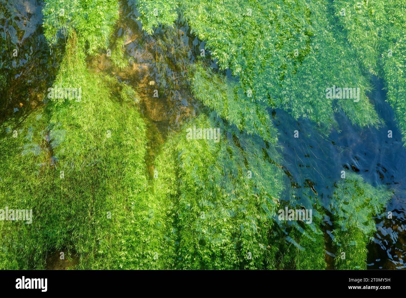 river water-crowfoot---Ranunculus fluitans---in  River Itter,Duesseldorf-Benrath,Germany Stock Photo