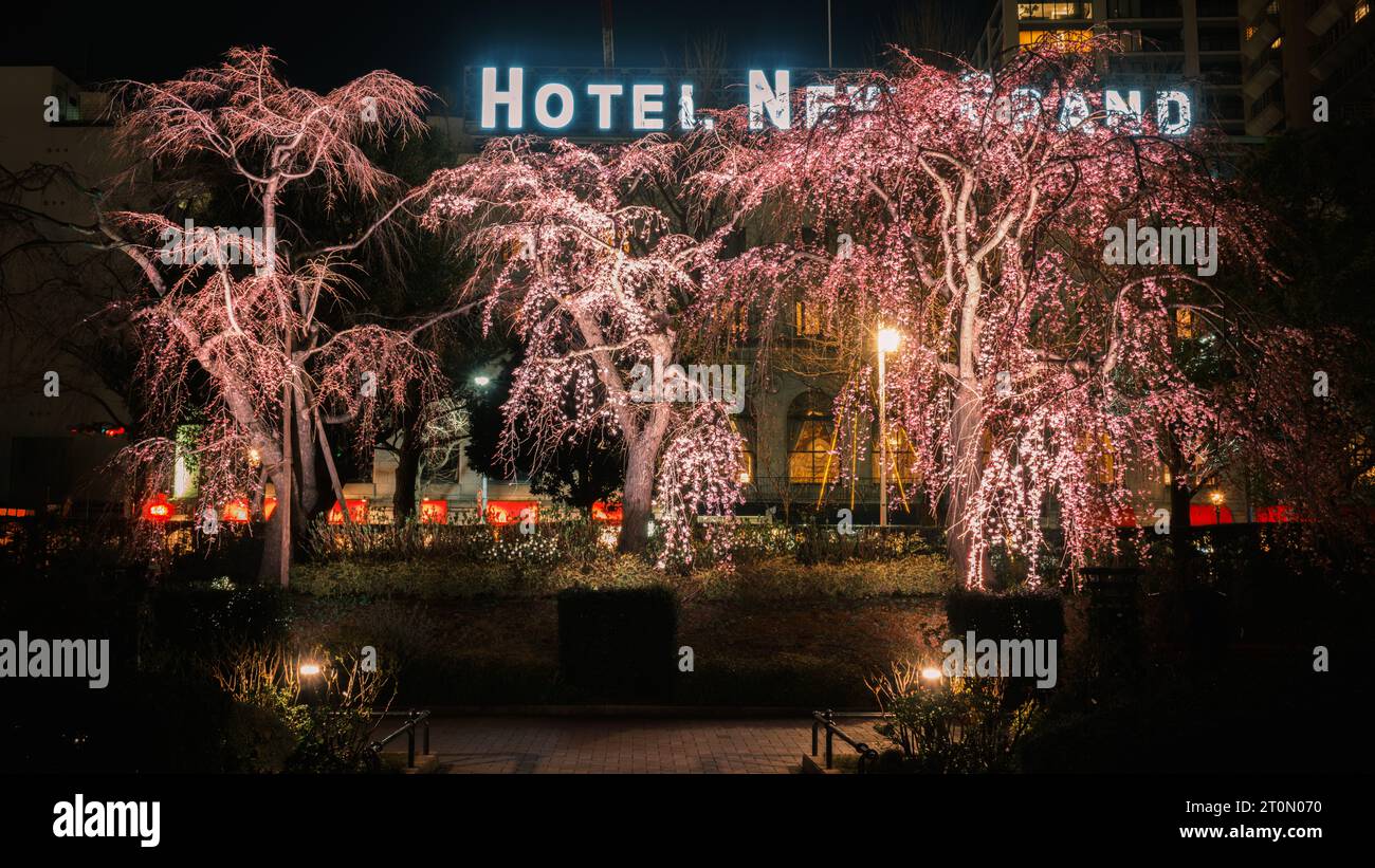 Night vista of weeping cherry tree blossoms (Prunus pendula / ”shidare-zakura” in Japanese) located in Yamashita-Koen Park in Yokohama, Japan Stock Photo