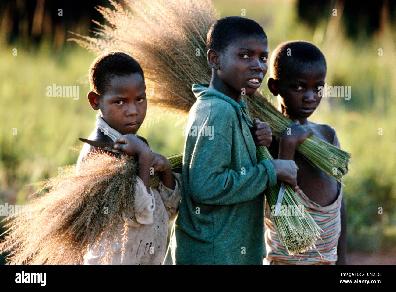 TZA, Tansania: Jungen haben Reisig geschnitten, das zu Besen und Buersten  verarbeitet wird. | TZA, Tanzania: Boys have cut off dry grass to make brushes. Stock Photo