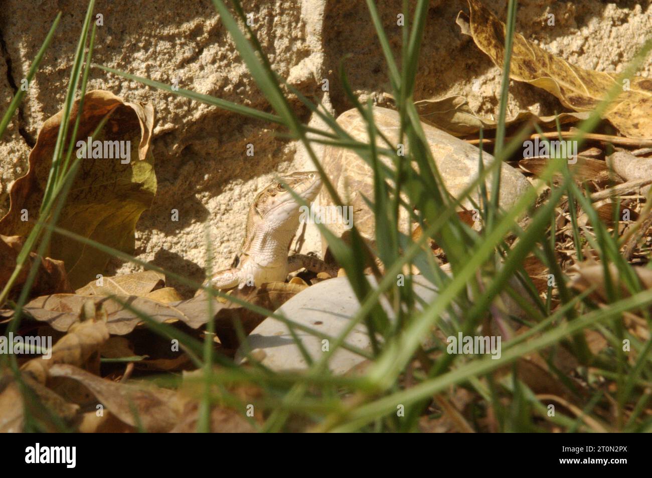 Italian wall lizard or ruin lizard (Podarcis siculus) in Tuscany Stock Photo