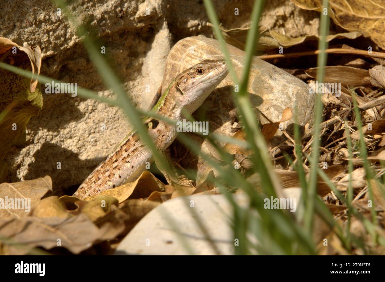 Italian wall lizard or ruin lizard (Podarcis siculus) in Tuscany Stock Photo