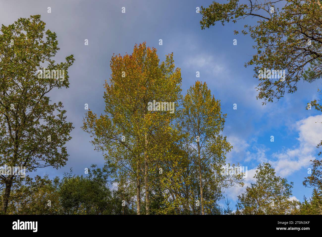 Beautiful view of autumn forest with yellowed trees swaying in wind on ...