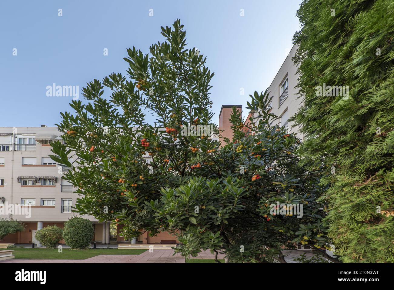 A strawberry tree with its colorful fruits in the gardened Stock Photo ...