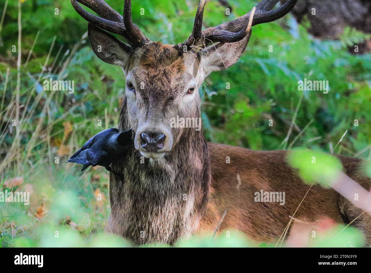 Surrey, UK. 08th Oct, 2023. Jackdaws pick fleas and insects of stags and female deers and are usually tolerated by the deer as a 'friendly helper'. A stag bellows, hidden in ferns. Adult red deer stags (cervus elaphus, male) get ready by the rutting season in the wide open spaces and woodland of Richmond Park in Surrey on a sunny Sunday morning. They bellow, decorate their antlers with grass, fern and tree branches to make themselves look more impressive, and eventually fight locking antlers later in the season to establish their dominance. Credit: Imageplotter/Alamy Live News Stock Photo
