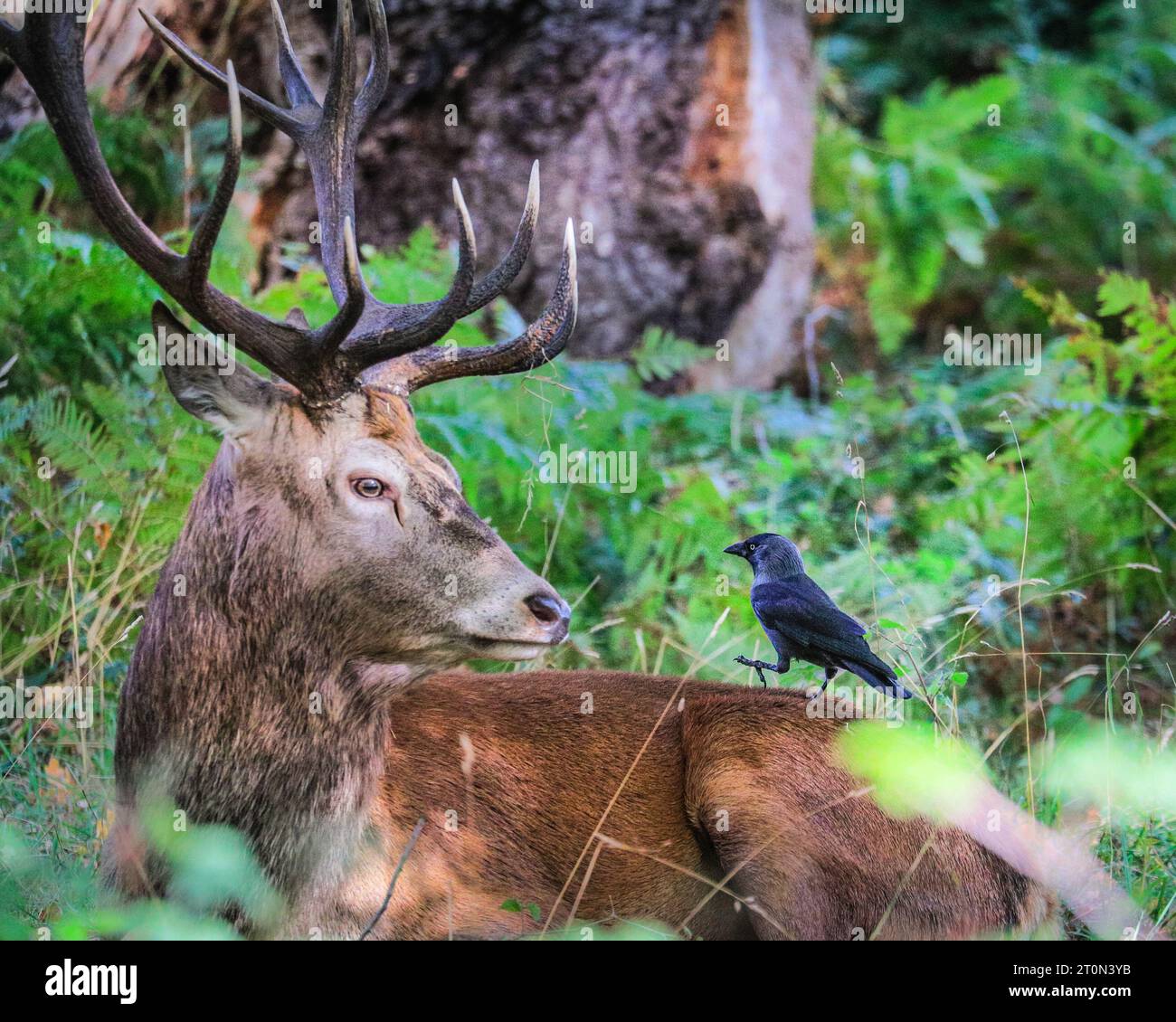 Surrey, UK. 08th Oct, 2023. Jackdaws pick fleas and insects of stags and female deers and are usually tolerated by the deer as a 'friendly helper'. A stag bellows, hidden in ferns. Adult red deer stags (cervus elaphus, male) get ready by the rutting season in the wide open spaces and woodland of Richmond Park in Surrey on a sunny Sunday morning. They bellow, decorate their antlers with grass, fern and tree branches to make themselves look more impressive, and eventually fight locking antlers later in the season to establish their dominance. Credit: Imageplotter/Alamy Live News Stock Photo