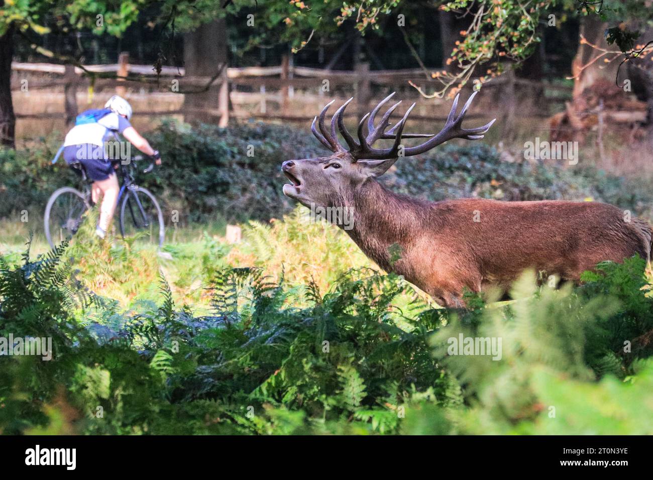 Surrey, UK. 08th Oct, 2023. A stag appears to bellow at a cyclist. Adult red deer stags (cervus elaphus, male) get ready by the rutting season in the wide open spaces and woodland of Richmond Park in Surrey on a sunny Sunday morning. They bellow, decorate their antlers with grass, fern and tree branches to make themselves look more impressive, and eventually fight locking antlers later in the season to establish their dominance. Credit: Imageplotter/Alamy Live News Stock Photo