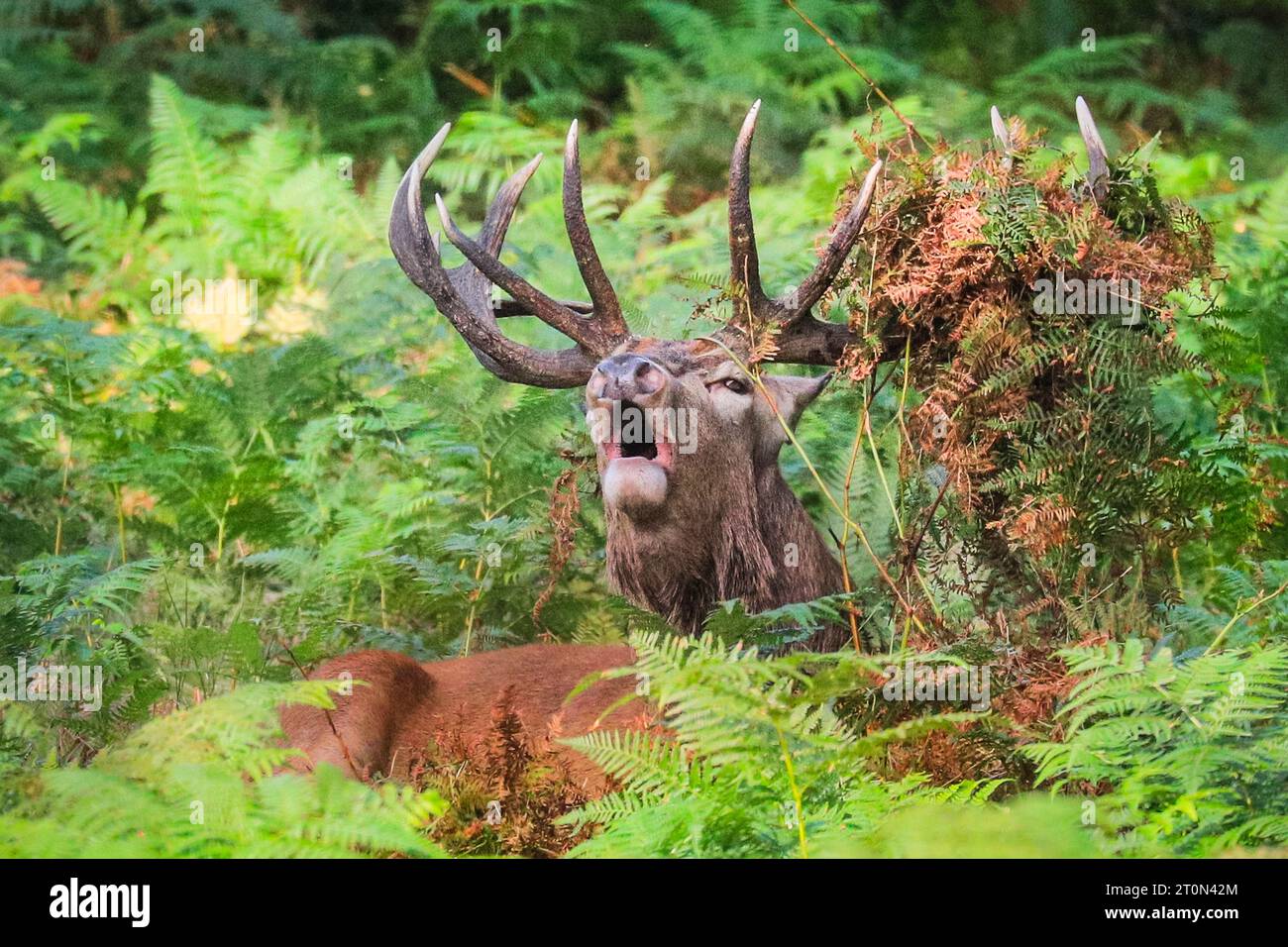 Surrey, UK. 08th Oct, 2023. A stag bellows, hidden in ferns. Adult red deer stags (cervus elaphus, male) get ready by the rutting season in the wide open spaces and woodland of Richmond Park in Surrey on a sunny Sunday morning. They bellow, decorate their antlers with grass, fern and tree branches to make themselves look more impressive, and eventually fight locking antlers later in the season to establish their dominance. Credit: Imageplotter/Alamy Live News Stock Photo