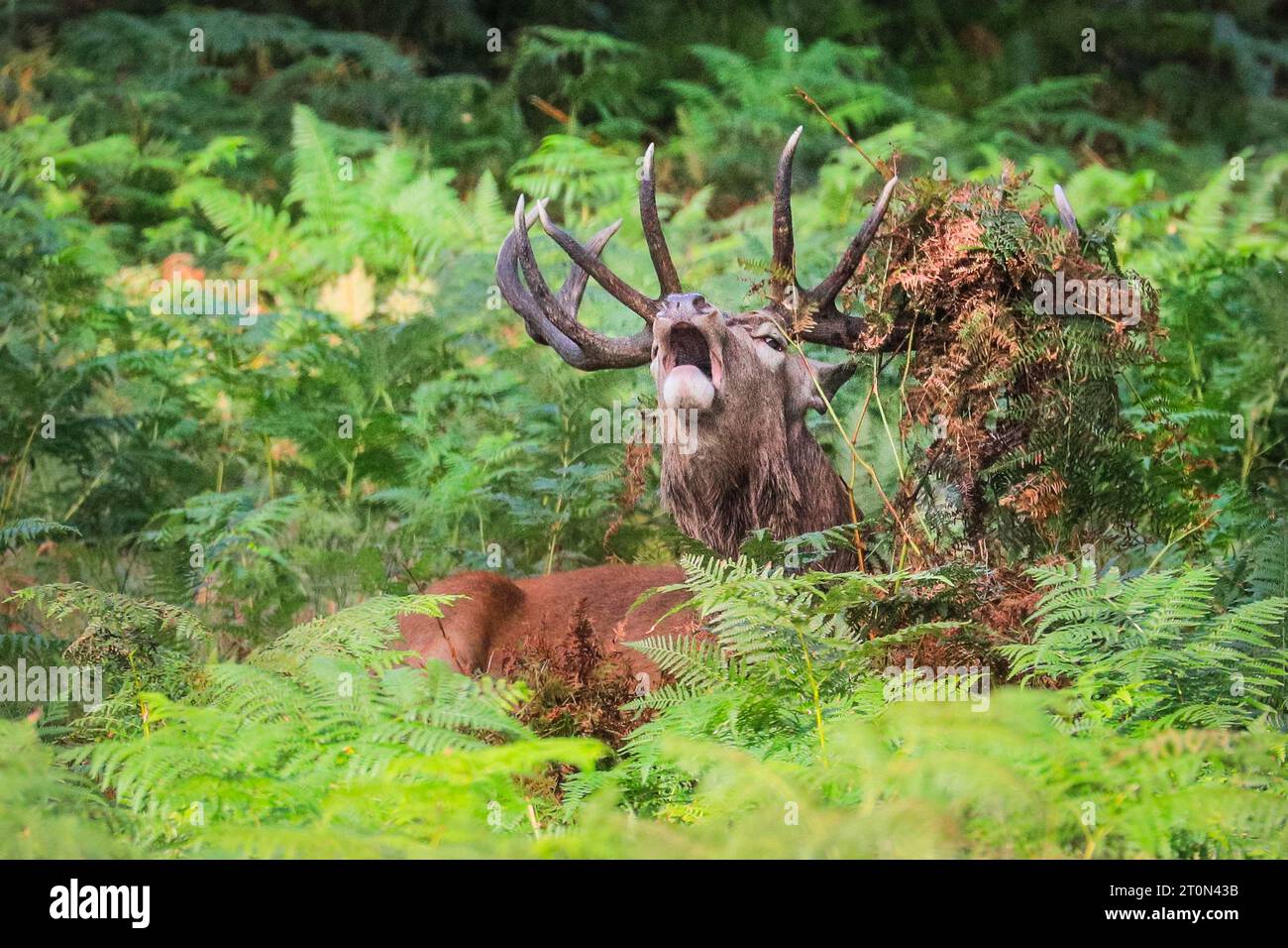 Surrey, UK. 08th Oct, 2023. A stag bellows, hidden in ferns. Adult red deer stags (cervus elaphus, male) get ready by the rutting season in the wide open spaces and woodland of Richmond Park in Surrey on a sunny Sunday morning. They bellow, decorate their antlers with grass, fern and tree branches to make themselves look more impressive, and eventually fight locking antlers later in the season to establish their dominance. Credit: Imageplotter/Alamy Live News Stock Photo