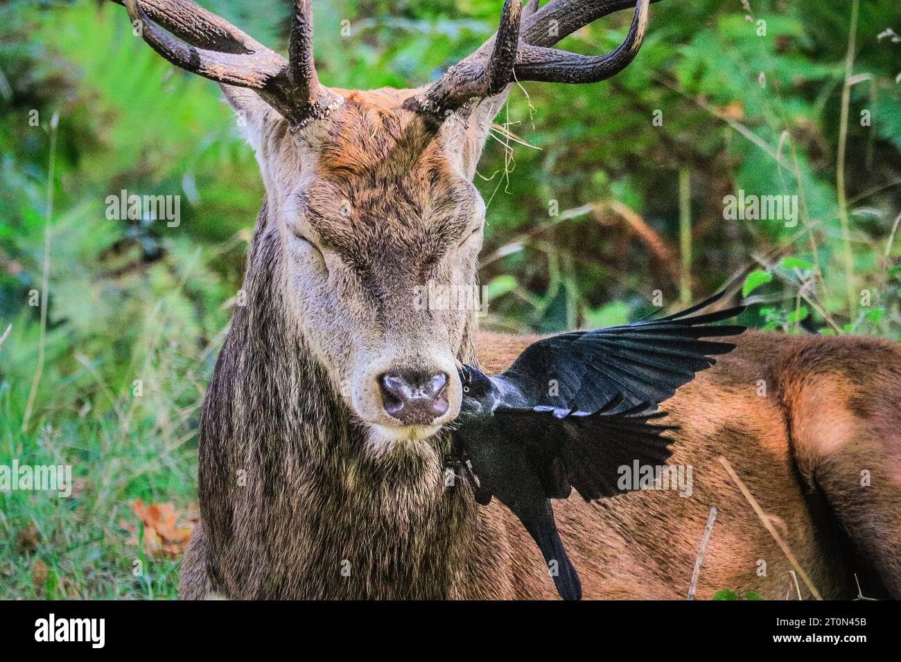 Surrey, UK. 08th Oct, 2023. Jackdaws pick fleas and insects of stags and female deers and are usually tolerated by the deer as a 'friendly helper'. A stag bellows, hidden in ferns. Adult red deer stags (cervus elaphus, male) get ready by the rutting season in the wide open spaces and woodland of Richmond Park in Surrey on a sunny Sunday morning. They bellow, decorate their antlers with grass, fern and tree branches to make themselves look more impressive, and eventually fight locking antlers later in the season to establish their dominance. Credit: Imageplotter/Alamy Live News Stock Photo