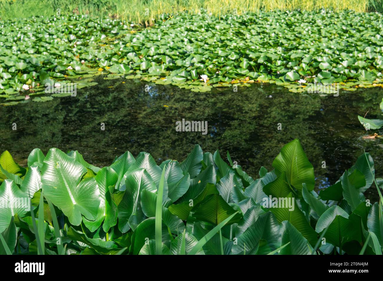 aquatic vegetation on the banks of a standing reservoir Stock Photo Alamy