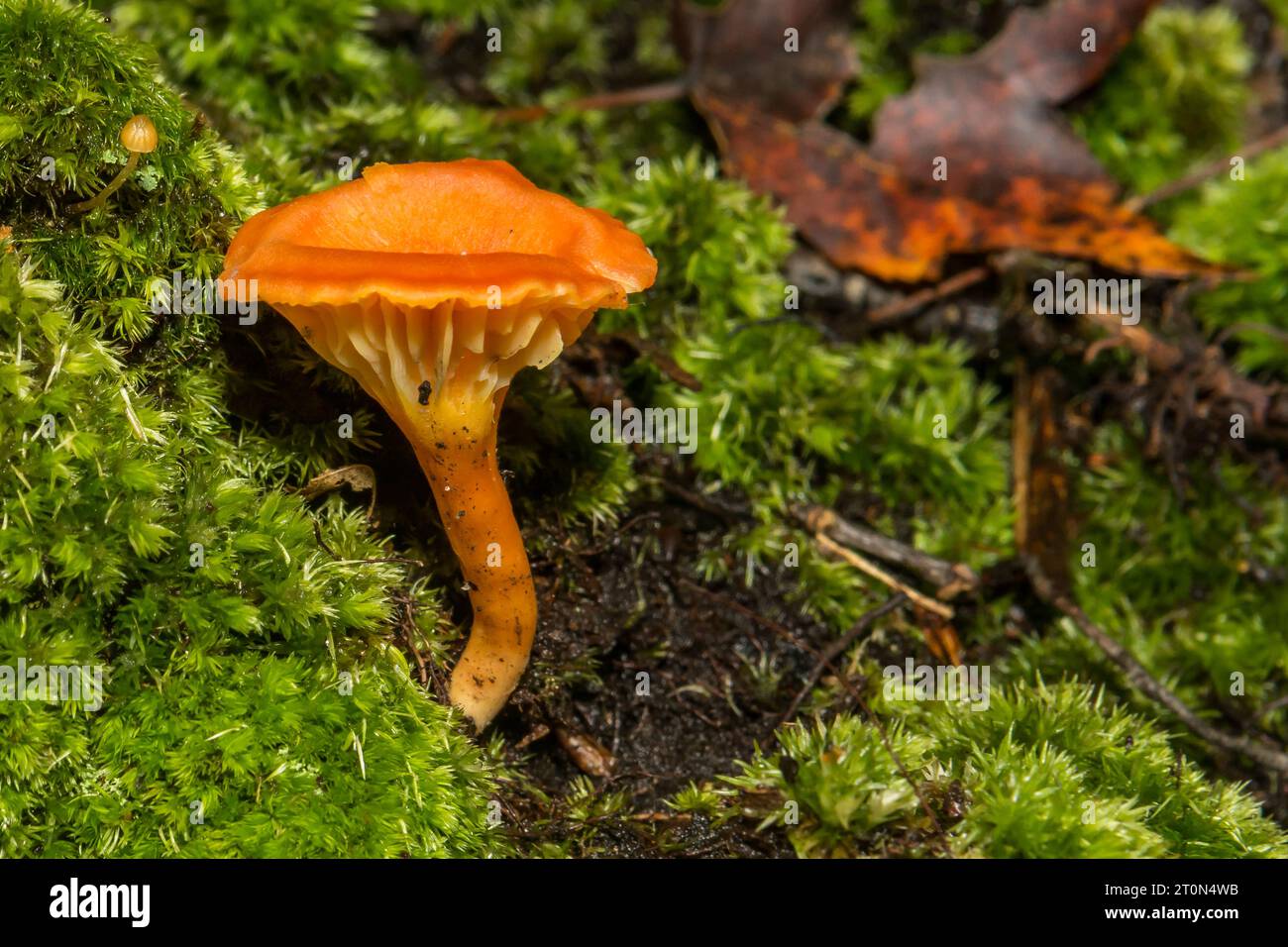 Red Chanterelle Cantharellus cinnabarinus Stock Photo Alamy
