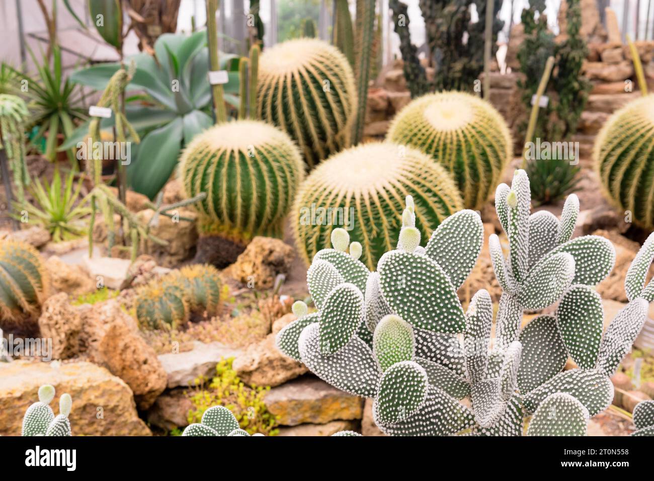 different cacti and other succulents in the greenhouse of the botanical
