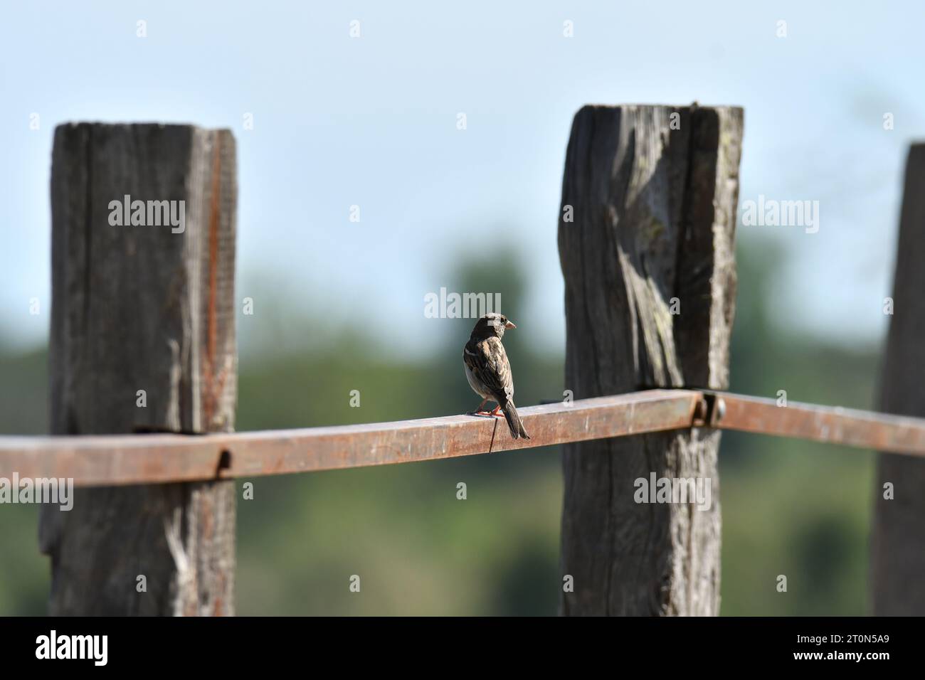 Sparrow on a fence watching around it Stock Photo