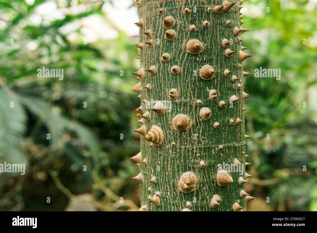 trunk of silk floss tree Ceiba speciosa covered with thorns, on a