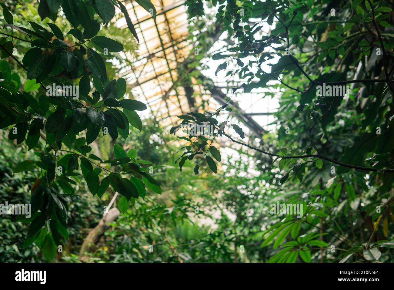 interior of an old large greenhouse with a collection of tropical ...