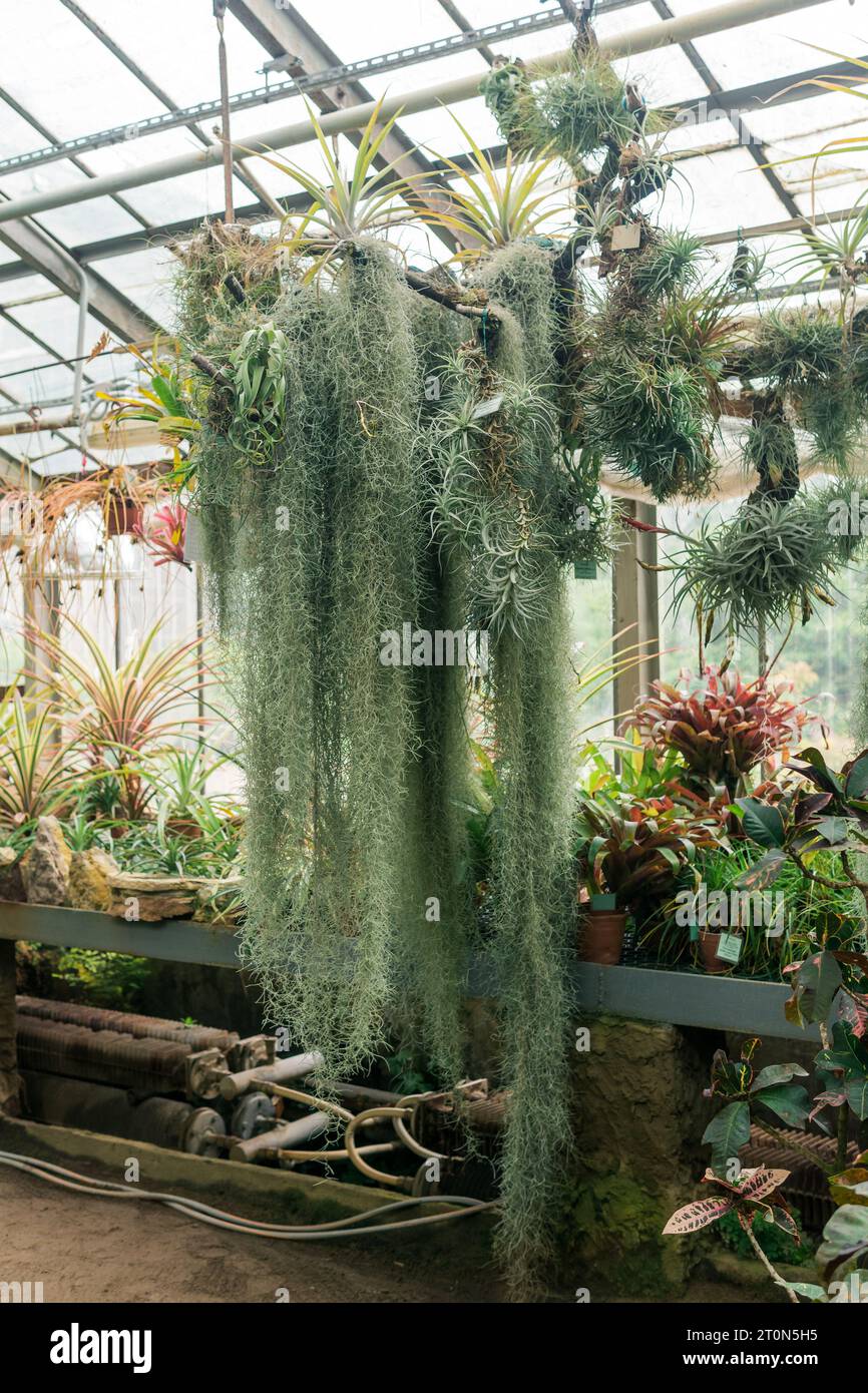 Tillandsia usneoides growing hi-res stock photography and images - Alamy
