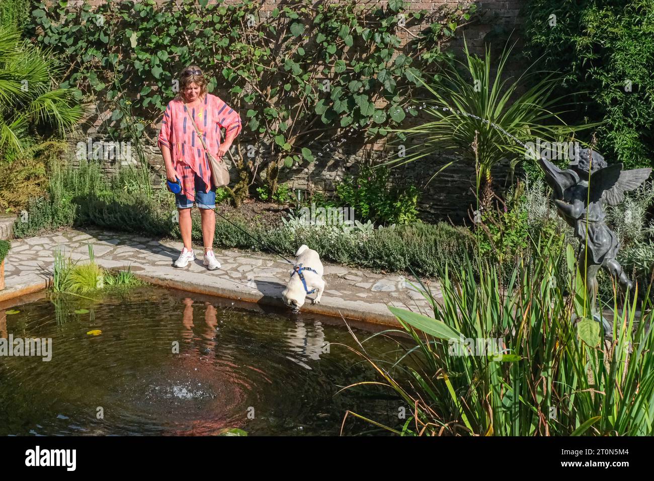 Heligan Gardens, Cornwall, UK. 8th October 2023. UK Weather. Another hot day for the south west with Dennis the Pug taking a drink from the Italian garden pond at Heligan this morning. Credit Simon Maycock / Alamy Live News. Stock Photo