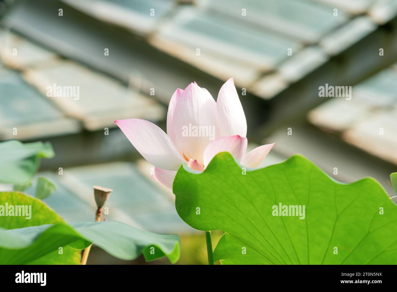 light pink lotus flower under the dome of the greenhouse Stock Photo