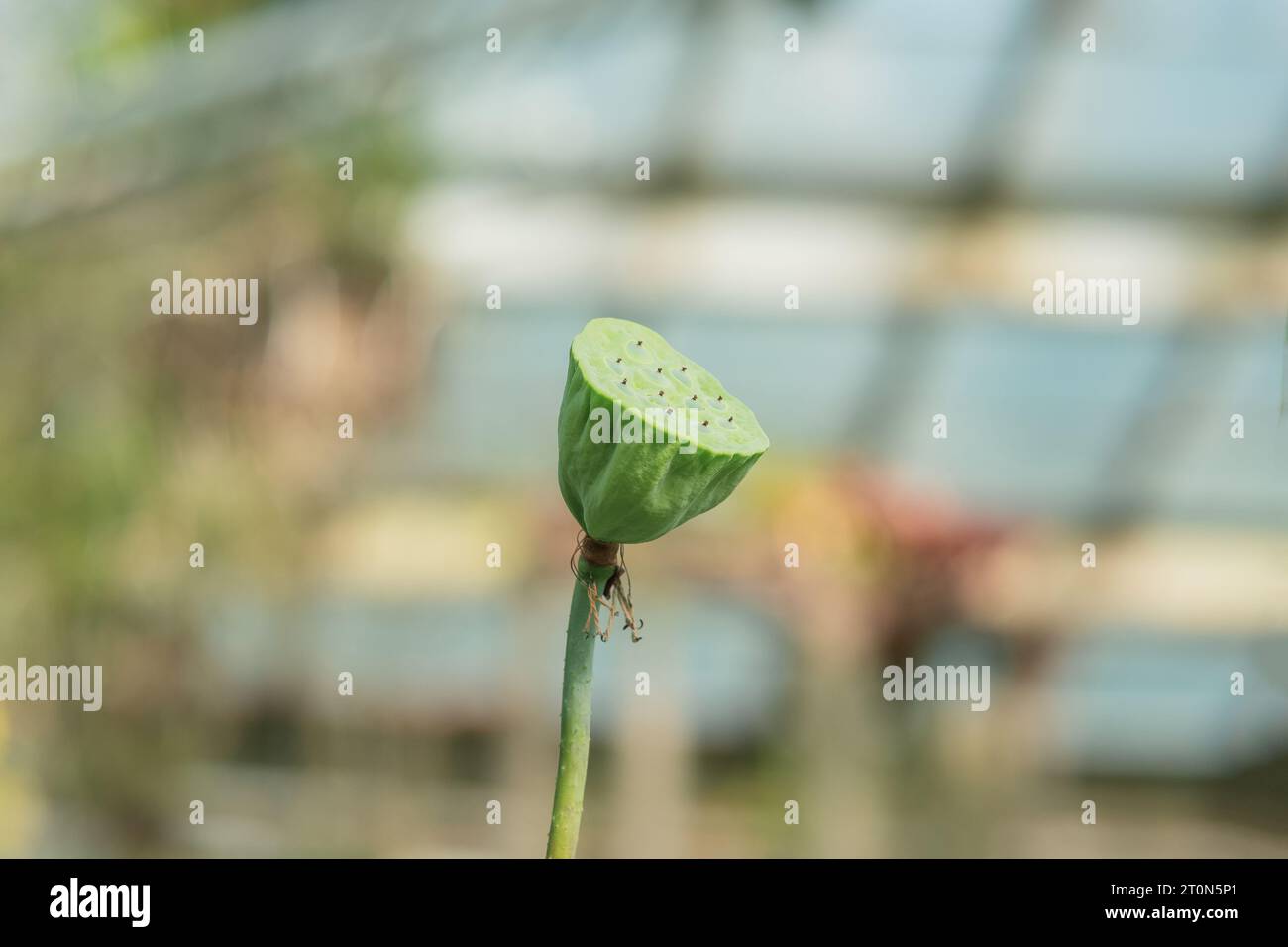unripe lotus fruit against blurred greenhouse background Stock Photo