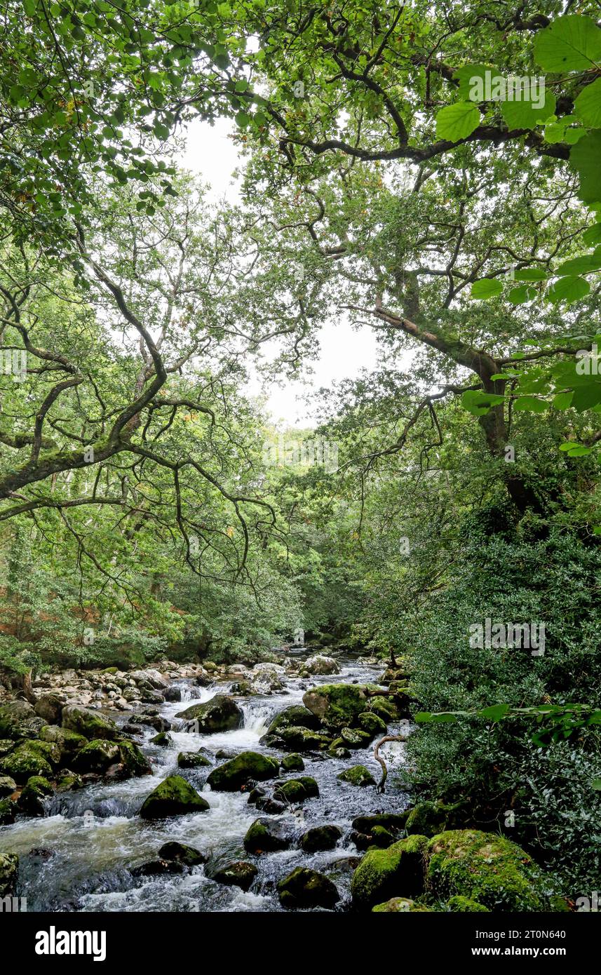 Rivecor Plm Canopy cascade hi-res stock photography and images - Alamy