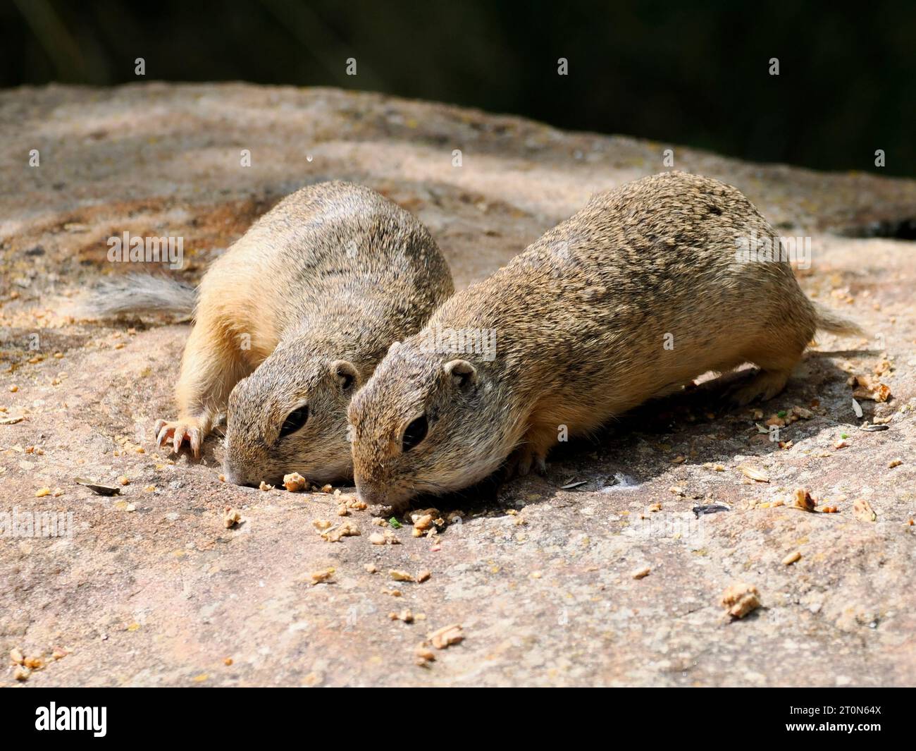 European ground squirrels or European sousliks (Spermophilus citellus