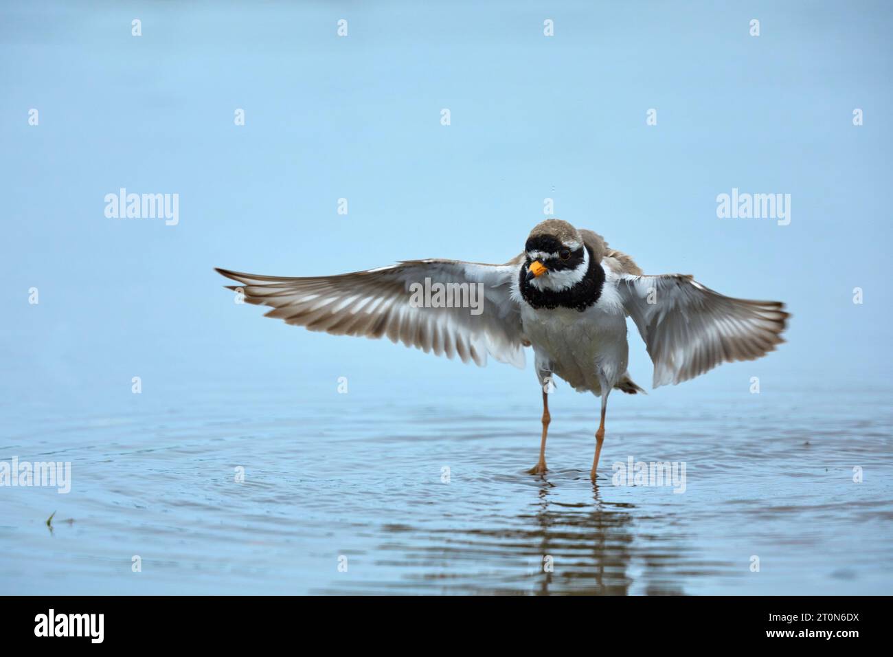 Ringed plover at a bathing pool Stock Photo